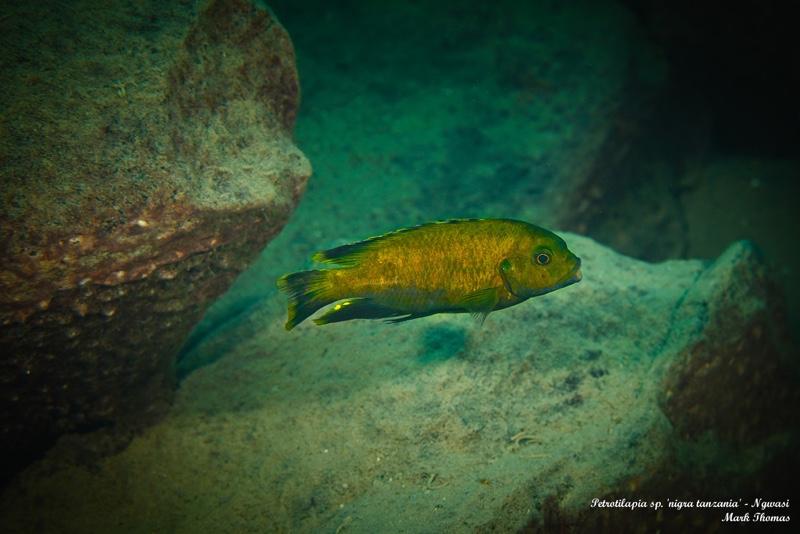 Petrotilapia sp. 'nigra tanzania' Ngwasi